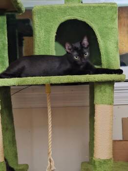 Poppy -  Domestic Short Hair Cat for Adoption in Warrington, Pennsylvania - Poppy | PetCurious