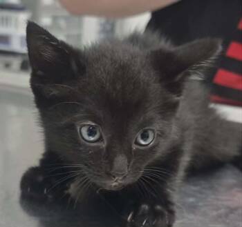Patty -  Domestic Short Hair Cat Available for Adoption in Hillsdale, Indiana - Patty | PetCurious