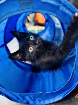 Felix -  Domestic Short Hair Cat for Adoption in Skyline, Minnesota - Felix | PetCurious