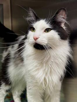 Natsuki -  Domestic Long Hair and Domestic Short Hair Cat for Adoption in Missoula, Montana - Natsuki | PetCurious