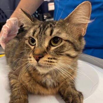 Pepper -  Domestic Long Hair Cat for Adoption in Manhattan, Kansas - Pepper | PetCurious