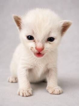 Domestic Short Hair Cats Available for Adoption in Miami, Florida - Pholo  | PetCurious
