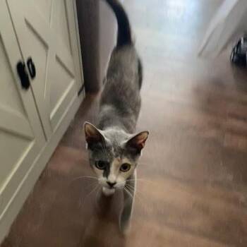 Lily -  Domestic Short Hair Cat for Adoption in Los Angeles, California - Lily | PetCurious