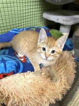 Macho Fern -  Domestic Short Hair Cat for Adoption in Muskegon, Michigan - Macho Fern | PetCurious