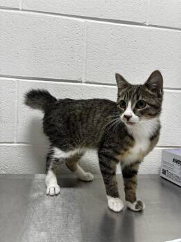 COMET -  Domestic Short Hair Cat for Adoption - COMET | PetCurious