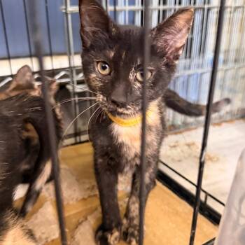 Monica -  Domestic Short Hair Cat for Adoption in Vallejo, California - Monica | PetCurious