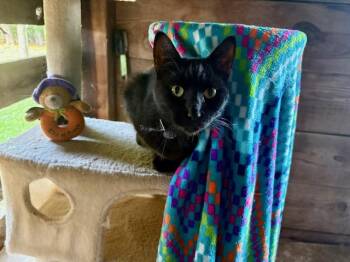 Rescue Domestic Short Hair Cats for Adoption in Kalamazoo, Michigan - Luka - In Foster | PetCurious