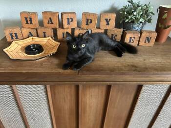 Rescue Domestic Medium Hair Cats for Adoption in Fountain Valley, California - Licorice-Spunky But Loving | PetCurious