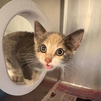 Porcha -  Domestic Short Hair Cat for Adoption in Winston-salem, North Carolina - Porcha | PetCurious