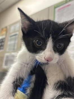 ZACHARY -  Domestic Medium Hair Cat for Adoption in Las Vegas, Nevada - ZACHARY | PetCurious