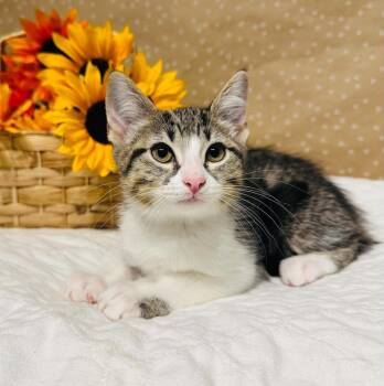 Abigail -  Domestic Medium Hair Cat for Adoption in Groveland, Massachusetts - Abigail | PetCurious