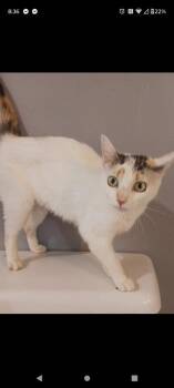 Ranch -  Domestic Short Hair Cat for Adoption in Cromwell, Kentucky - Ranch | PetCurious