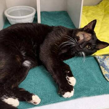 Domestic Short Hair Cats Available for Adoption - Mikey | PetCurious