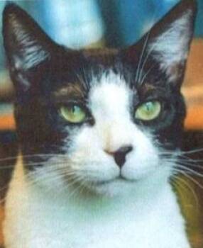 Domestic Short Hair Cats Available for Adoption in Dayton, Minnesota - Dennis | PetCurious