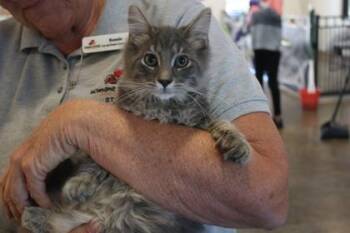 Preacher -  Domestic Long Hair and Domestic Short Hair Cat for Adoption in Brunswick, Georgia - Preacher | PetCurious
