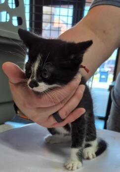 Panda -  Domestic Short Hair Cat for Adoption in Chattanooga, Tennessee - Panda | PetCurious