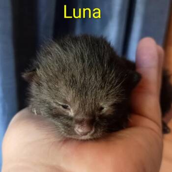 Luna -  Domestic Short Hair Cat for Adoption in Gloucester, Virginia - Luna | PetCurious
