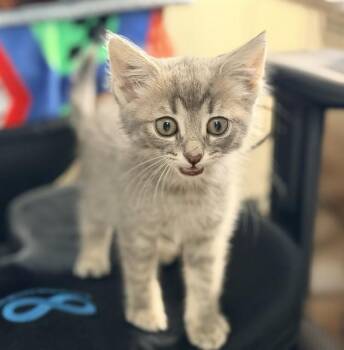 LINA -  Domestic Short Hair Cat for Adoption in Colorado Springs, Colorado - LINA | PetCurious