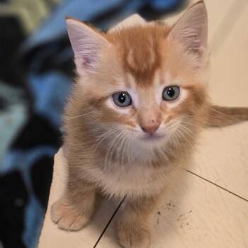 Roro -  Domestic Medium Hair Cat for Adoption in Carencro, Louisiana - Roro | PetCurious