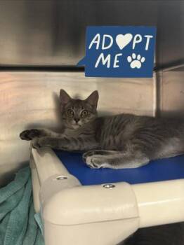 Switch -  Domestic Short Hair Cat for Adoption in Lowell, Massachusetts - Switch | PetCurious