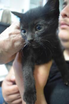 Domestic Short Hair Cats Available for Adoption in Pahrump, Nevada - Agnes (Kira K3) | PetCurious