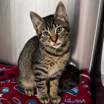 Tin Man -  Domestic Short Hair Cat for Adoption in Spruce Pine, North Carolina - Tin Man | PetCurious