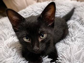TULIP -  Domestic Short Hair Cat for Adoption in Pueblo, Colorado - TULIP | PetCurious