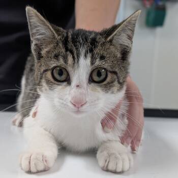 Rescue Domestic Short Hair Cats for Adoption in Canton, Illinois - Mary | PetCurious