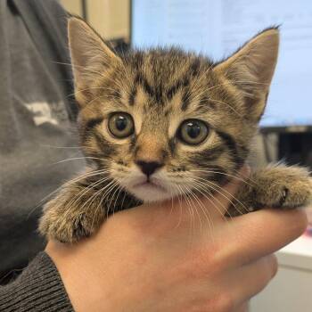 Madame Morrible -  Domestic Short Hair Cat for Adoption in South Burlington, Vermont - Madame Morrible | PetCurious