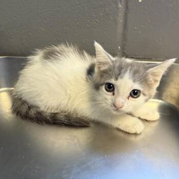 TUSC-Stray-85017_2_3_4_5_6 -  Domestic Short Hair Cat for Adoption in Tuscaloosa, Alabama - TUSC-Stray-85017_2_3_4_5_6 | PetCurious