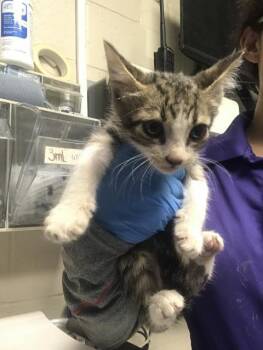 A432351 -  Domestic Short Hair Cat for Adoption in Conroe, Texas - A432351 | PetCurious