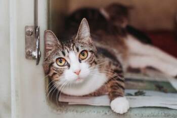 92560a Dragon Fly -  Domestic Short Hair Cat for Adoption in North Charleston, South Carolina - 92560a Dragon Fly | PetCurious