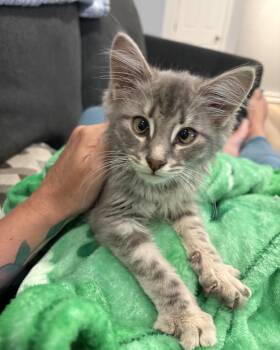 Jake -  Domestic Long Hair Cat for Adoption in Lemoyne, Pennsylvania - Jake | PetCurious