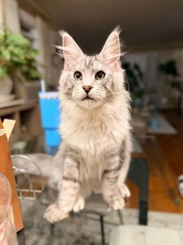 Klaus (purebred Maine Coon) & Risi (British shorthair Lilac/lave -  Maine Coon Cat for Adoption in Woodmere, New York - Klaus (purebred Maine Coon) & Risi (British Shorthair Lilac/lave | PetCurious