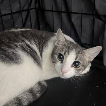 Tulip -  Domestic Short Hair Cat for Adoption in Branford, Connecticut - Tulip | PetCurious