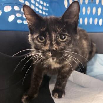 Domestic Short Hair Cats Available for Adoption in New York, New York - Meg | PetCurious