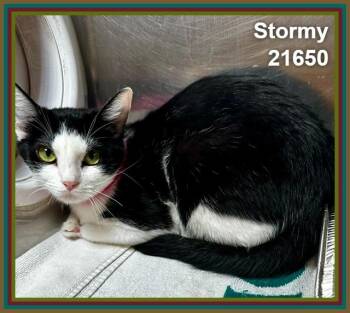 STORMY (see also MILO) -  Domestic Short Hair Cat for Adoption in Marietta, Georgia - STORMY (see Also MILO) | PetCurious