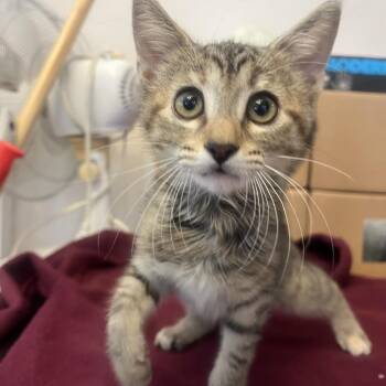 Cardi B -  Domestic Short Hair Cat for Adoption in San Antonio, Texas - Cardi B | PetCurious