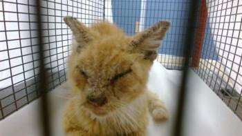 Domestic Short Hair Cats Available for Adoption in Doral, Florida - OBE | PetCurious