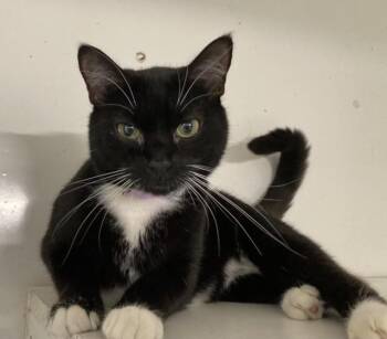 Rescue Domestic Short Hair Cats for Adoption in Huntington, New York - Adele | PetCurious