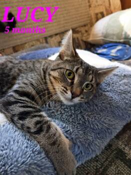 Rescue American Shorthair Cats for Adoption in Eagle Bridge, New York - LUCY | PetCurious