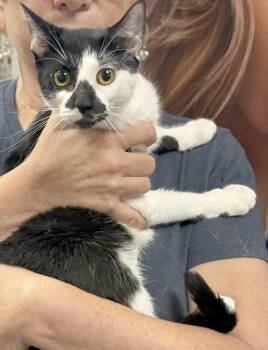 Lexus -  Domestic Short Hair Cat for Adoption - Lexus | PetCurious