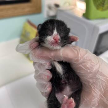 Lie -  Domestic Short Hair Cat for Adoption in Charleston, West Virginia - Lie | PetCurious