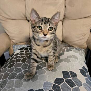Renaissance -  Domestic Short Hair Cat for Adoption in Richmond, Virginia - Renaissance | PetCurious