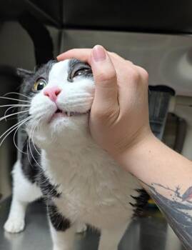 Domestic Short Hair Cats Available for Adoption in Vancouver, Washington - Mumbo | PetCurious