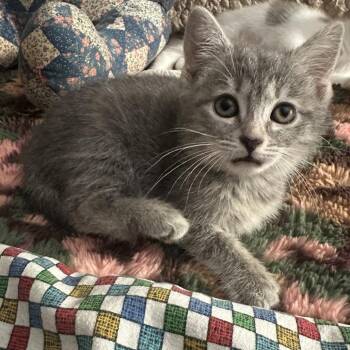Waverly -  Domestic Short Hair Cat for Adoption in Potomac, Maryland - Waverly | PetCurious