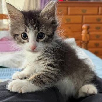 Kona -  Tabby Cat for Adoption in Closter, New Jersey - Kona | PetCurious