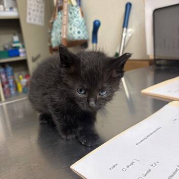 Rescue Domestic Short Hair Cats for Adoption in Pekin, Illinois - Santa Paws | PetCurious