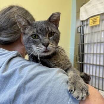 Scythe -  Domestic Short Hair Cat for Adoption in Richmond, Virginia - Scythe | PetCurious
