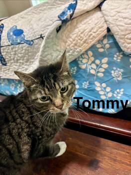 Domestic Short Hair Cats Available for Adoption in Randolph, Alabama - Tommy | PetCurious